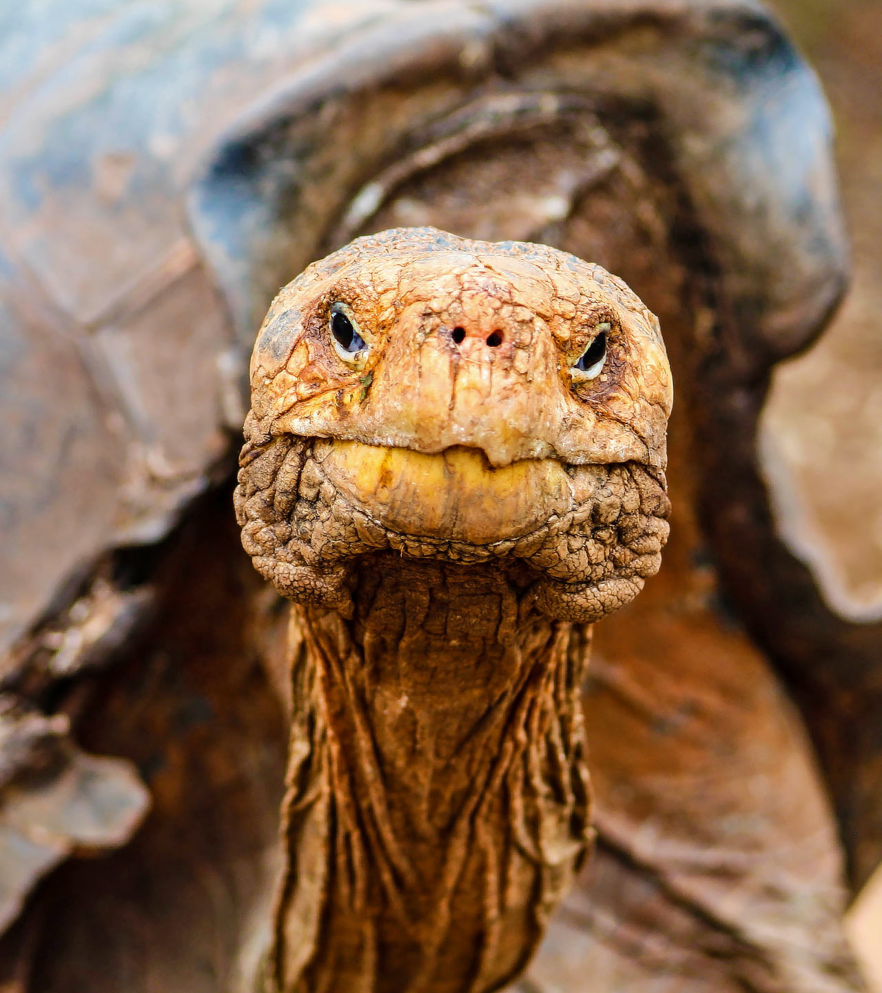 Giant-Galapagos-Tortoise