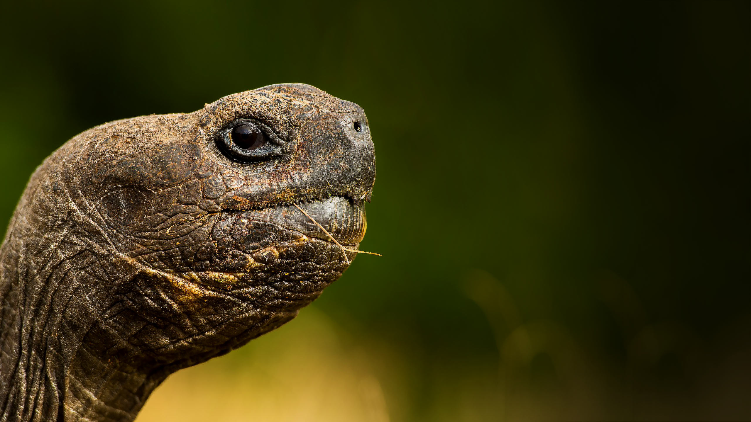 Giant Galapagos Tortoise