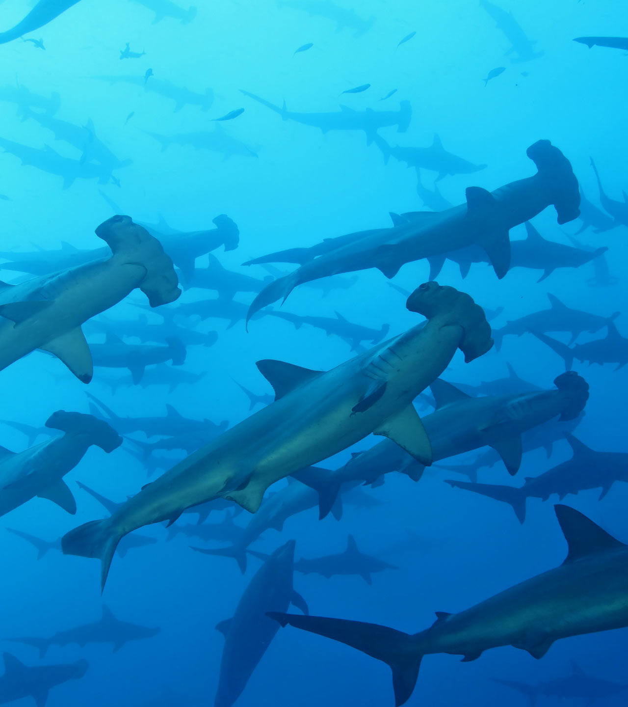 Hammerhead Sharks