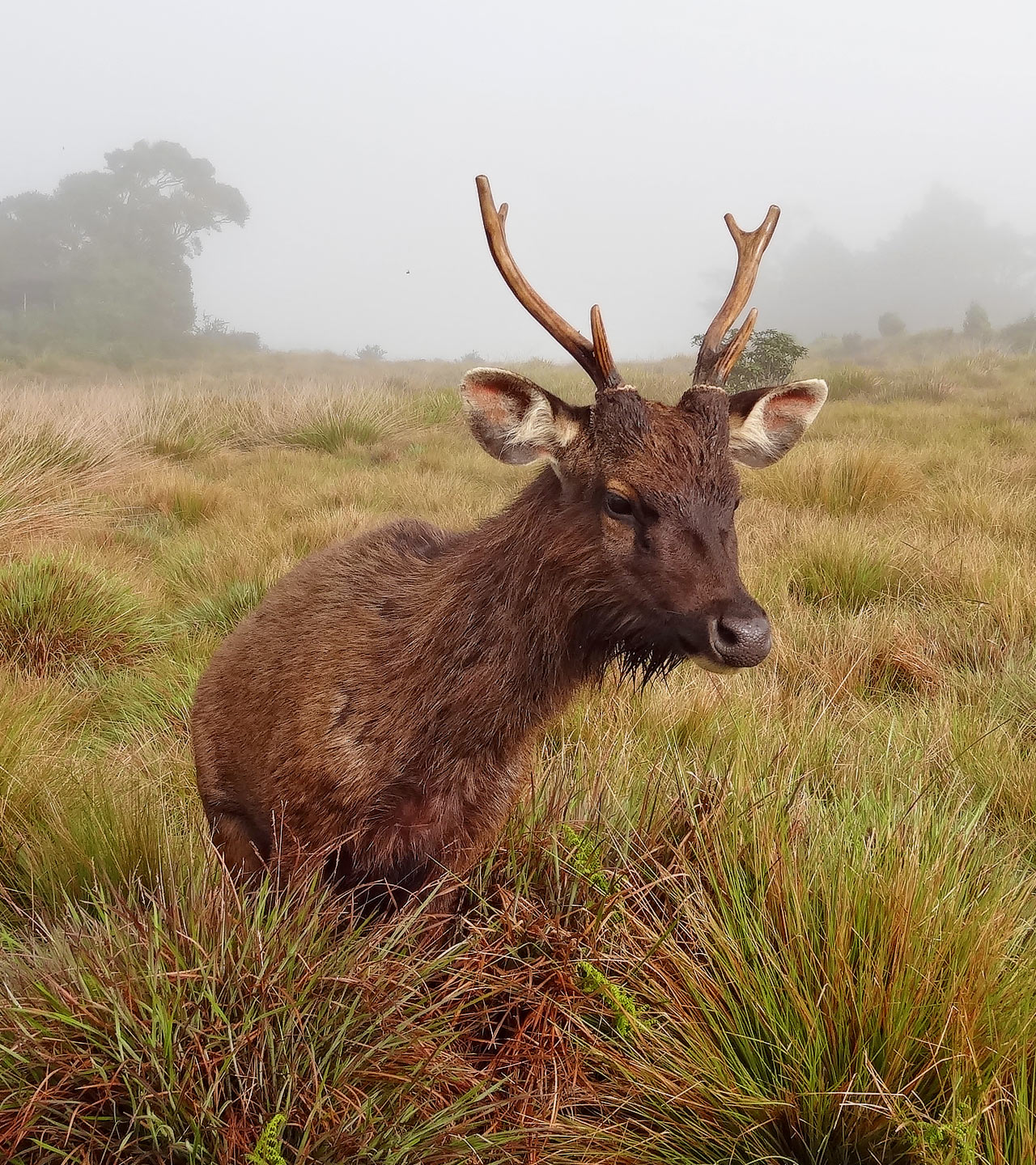 Horton Plains National Park Sambar, Sri Lanka