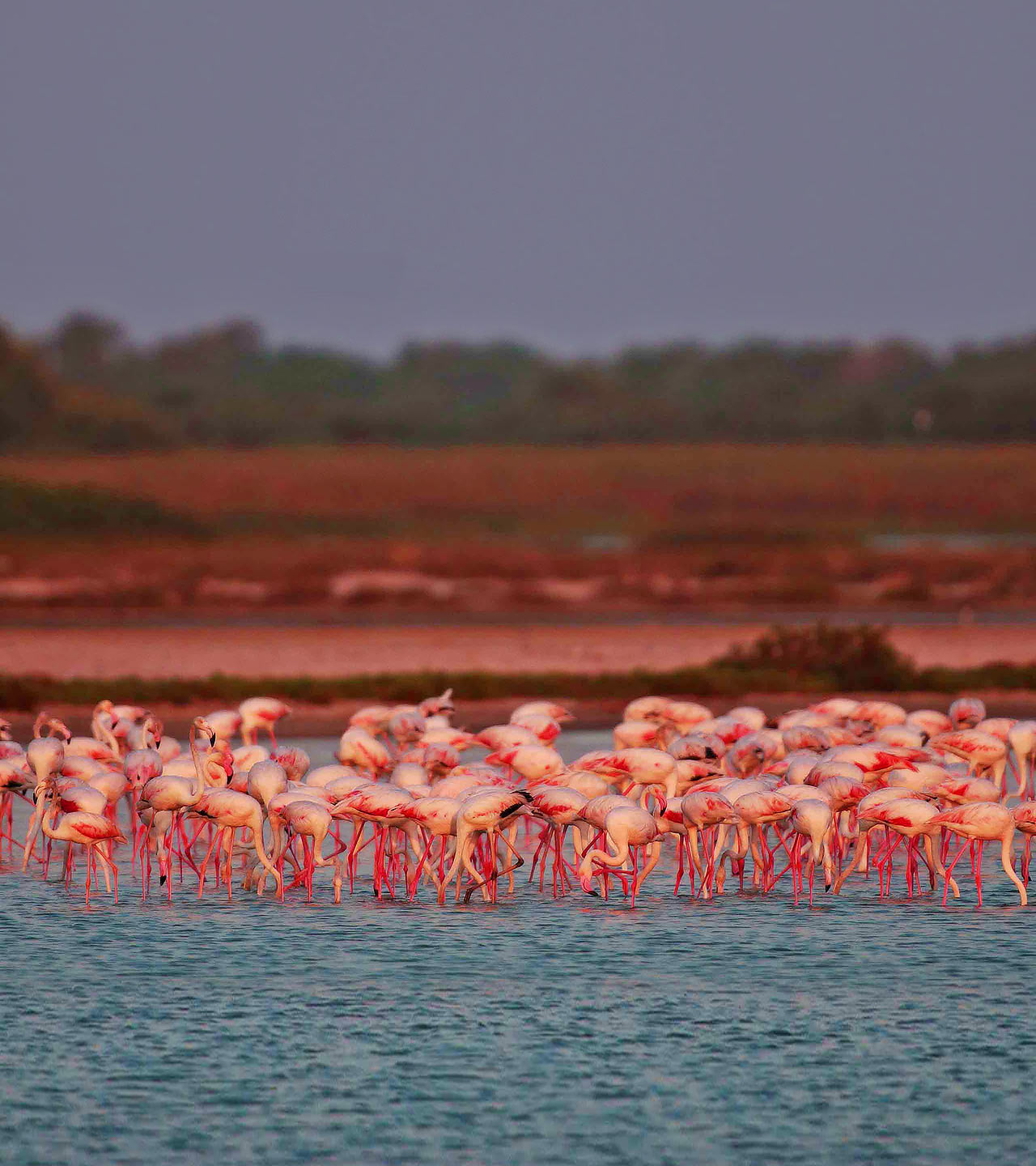 Mannar Island Flamingos, Sri Lanka