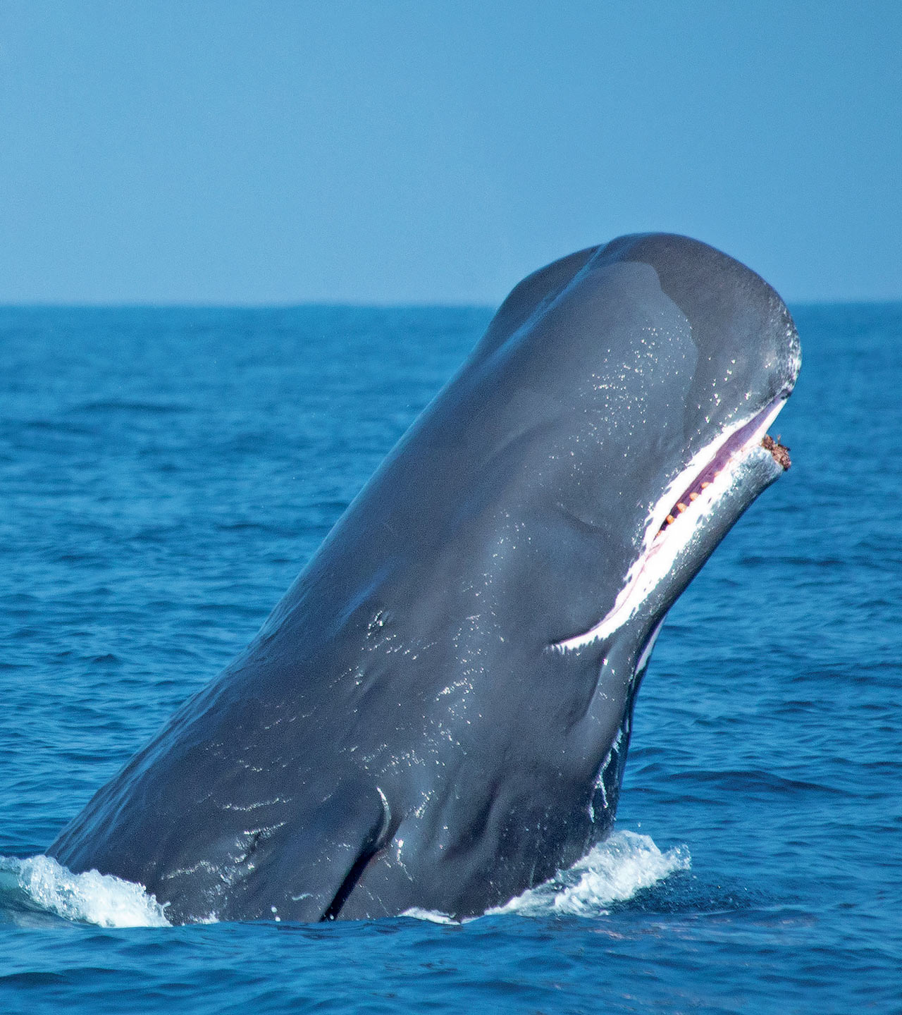 The Whale Watching Triangle, Sri Lanka.