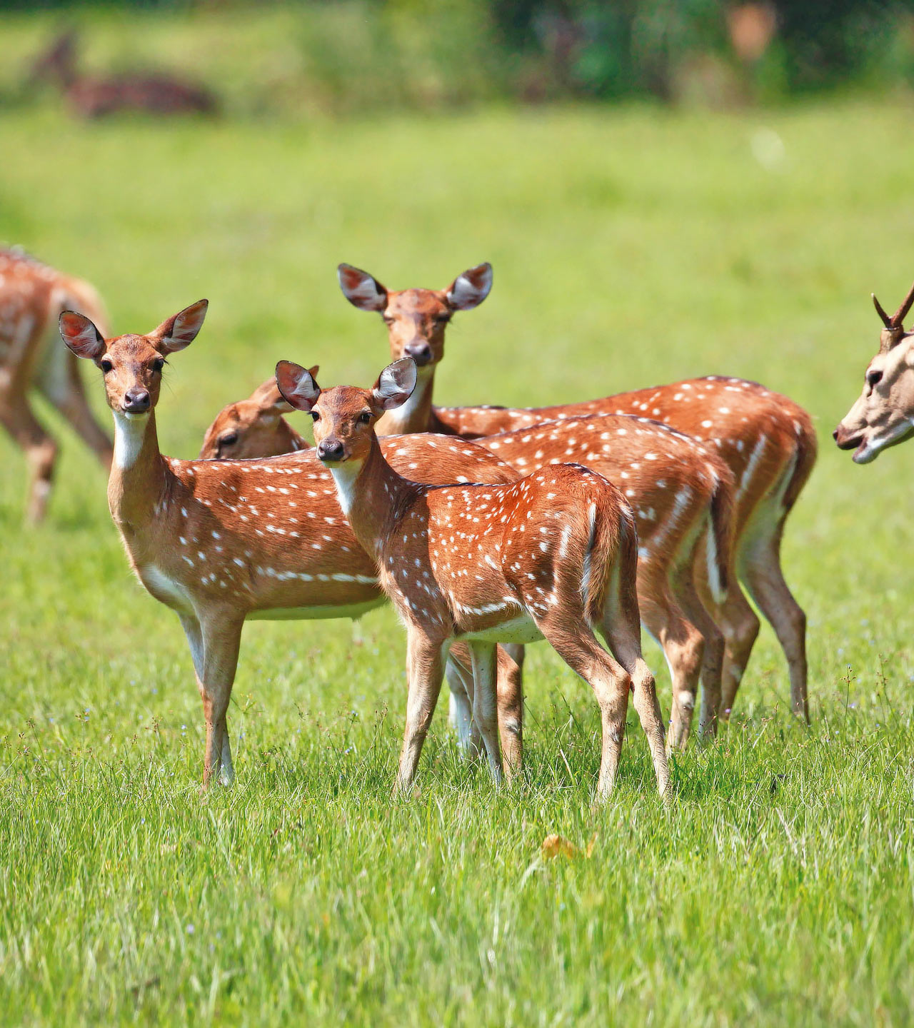 Wasgamuwa National Park, Sri Lanka