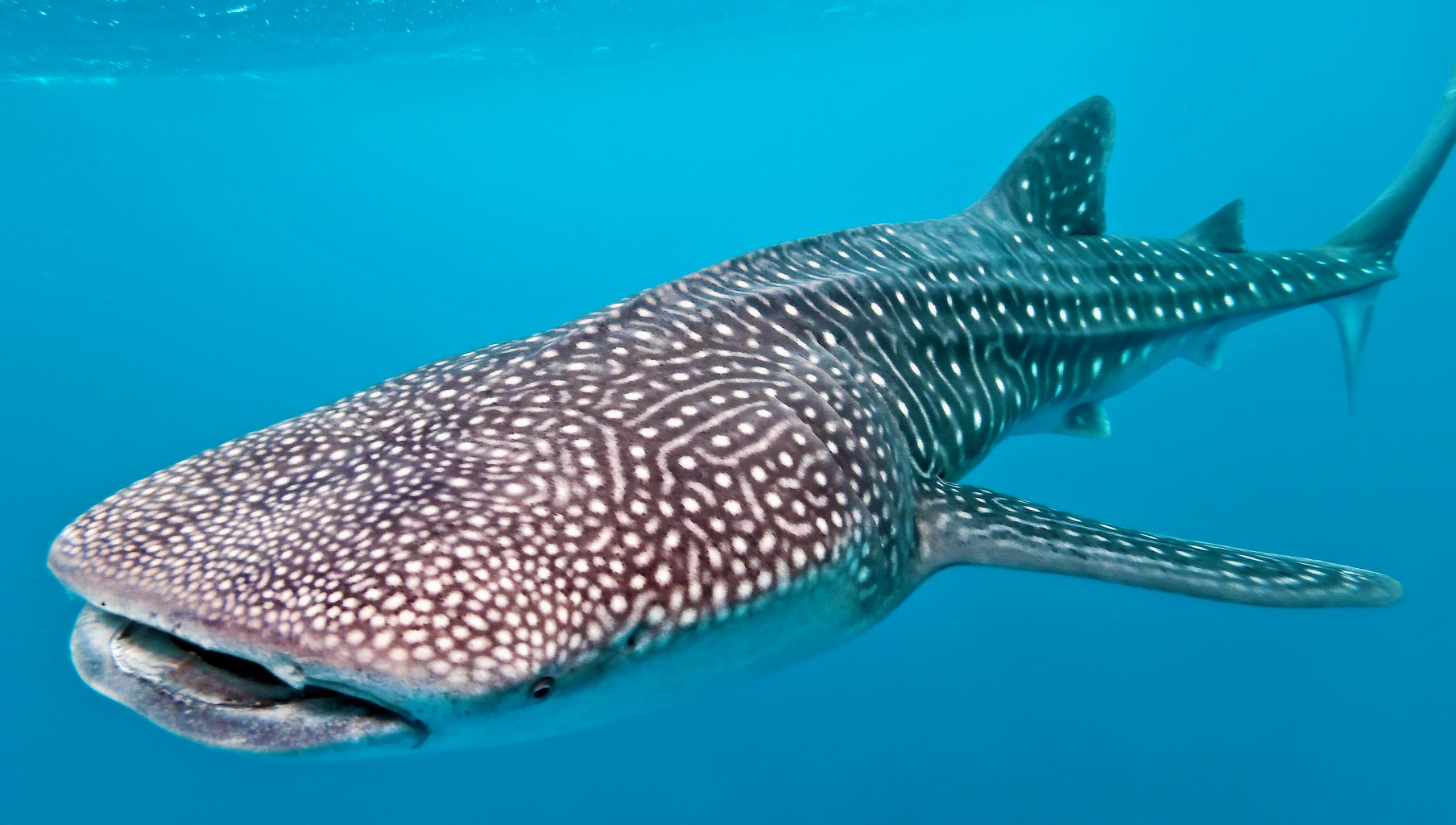 baby whale shark