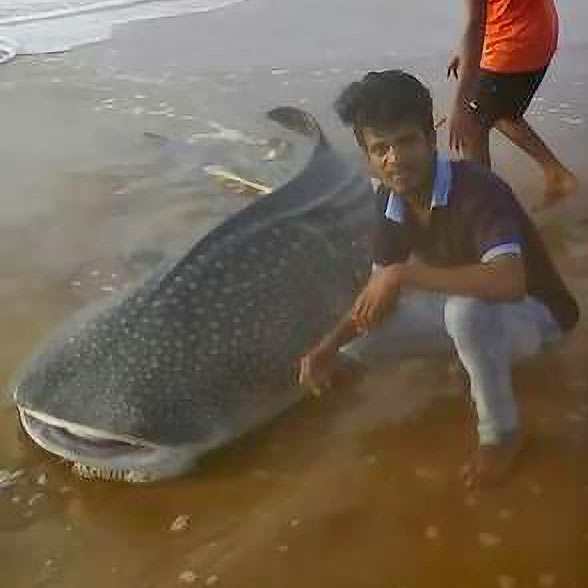 beached baby whale shark