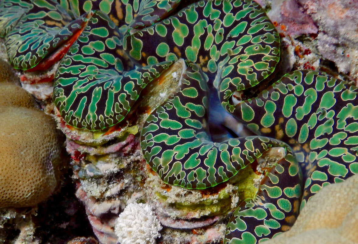 Fiji Coral Reef