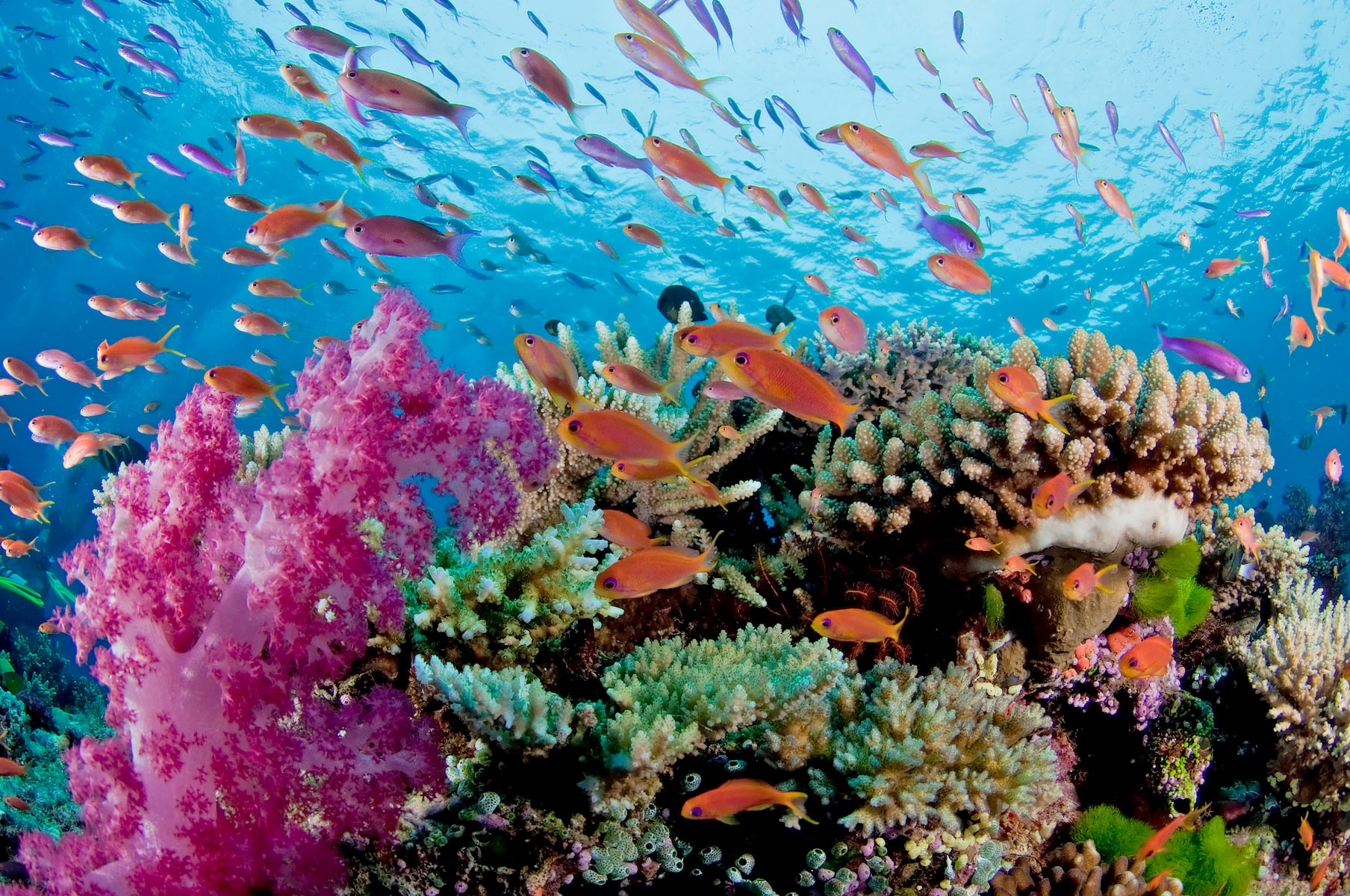 Fiji Coral