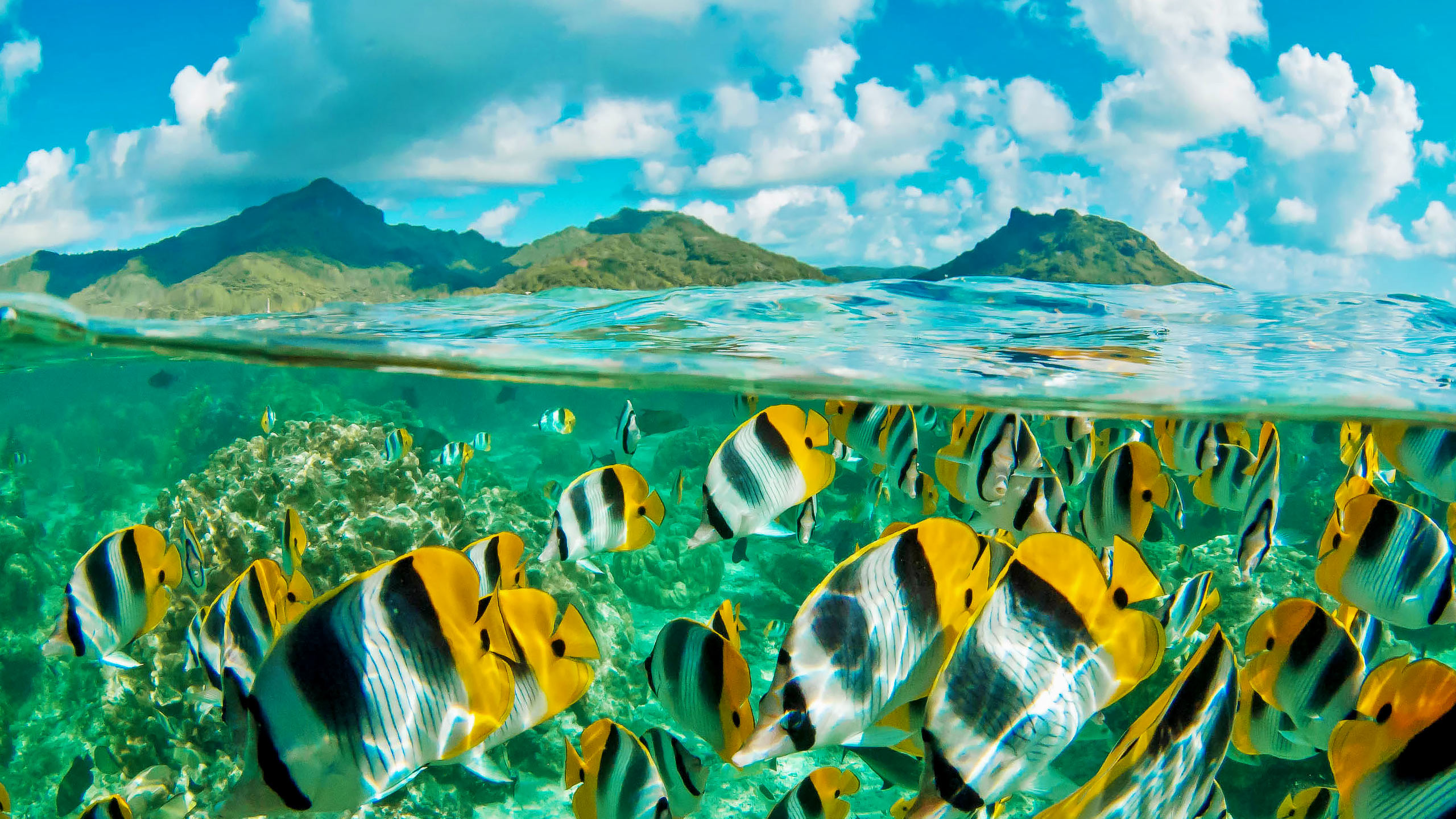 French Polynesia Fish