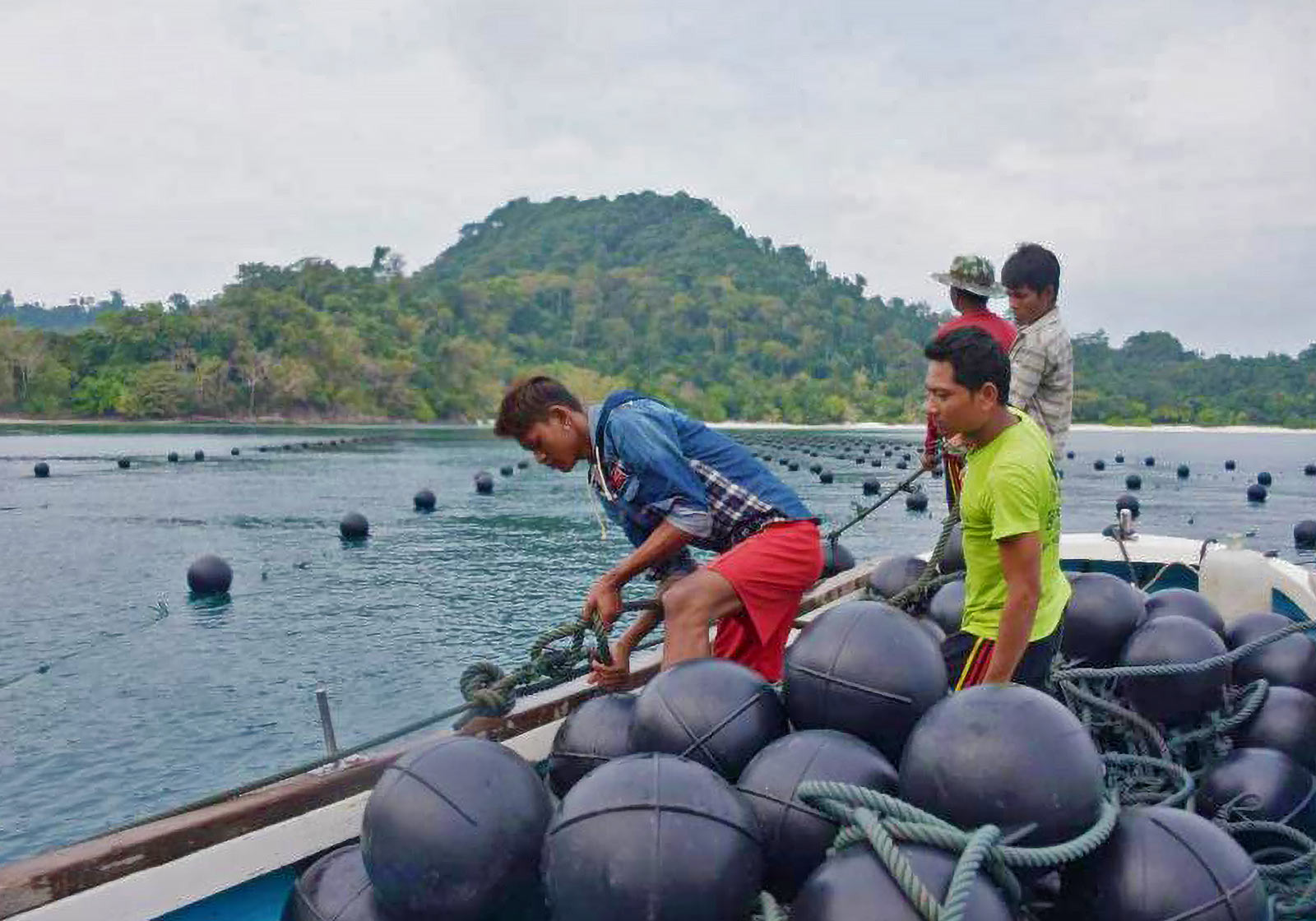 Pear Farm, Myeik Myanmar