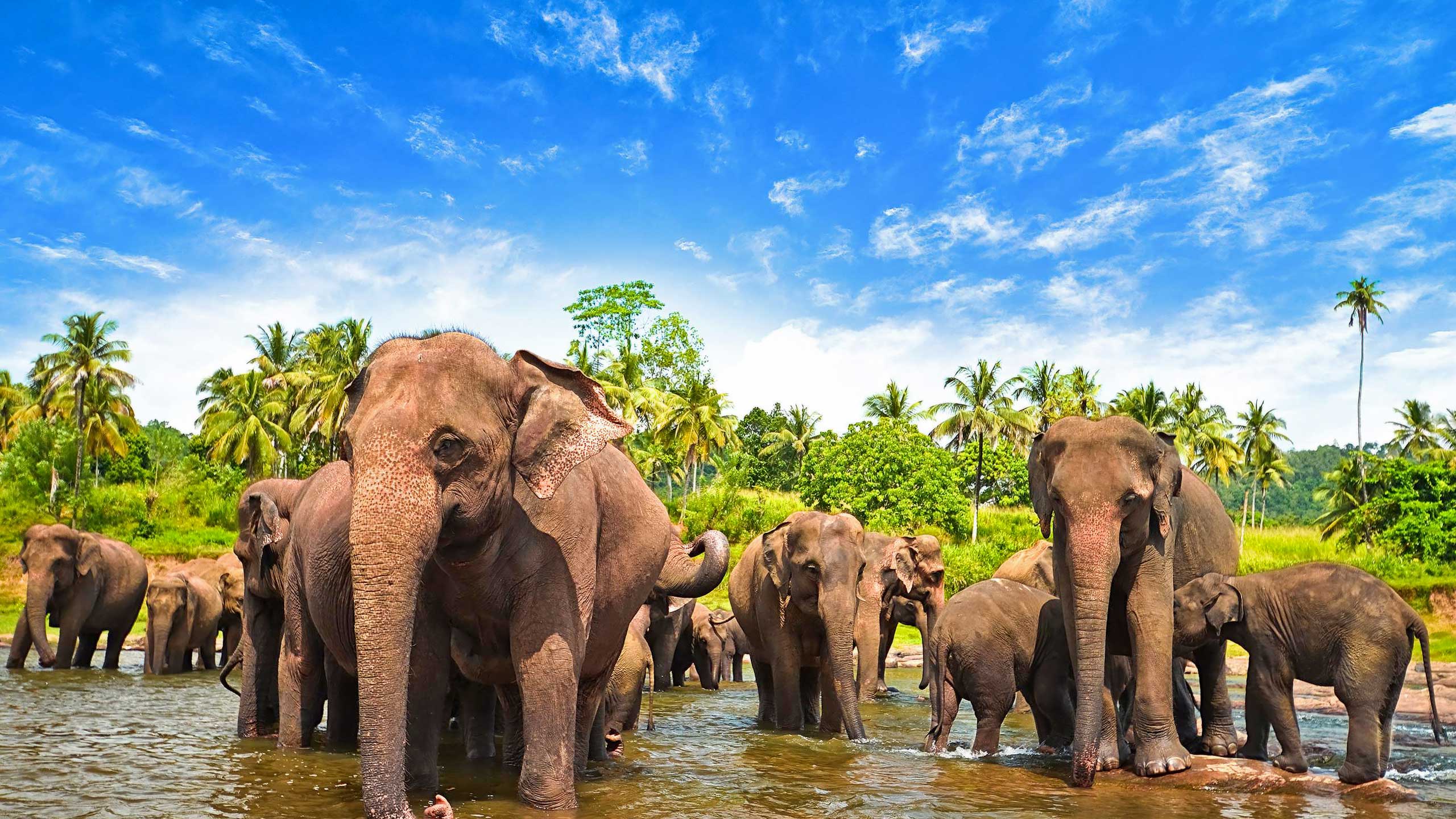 Sri Lanka Elephants