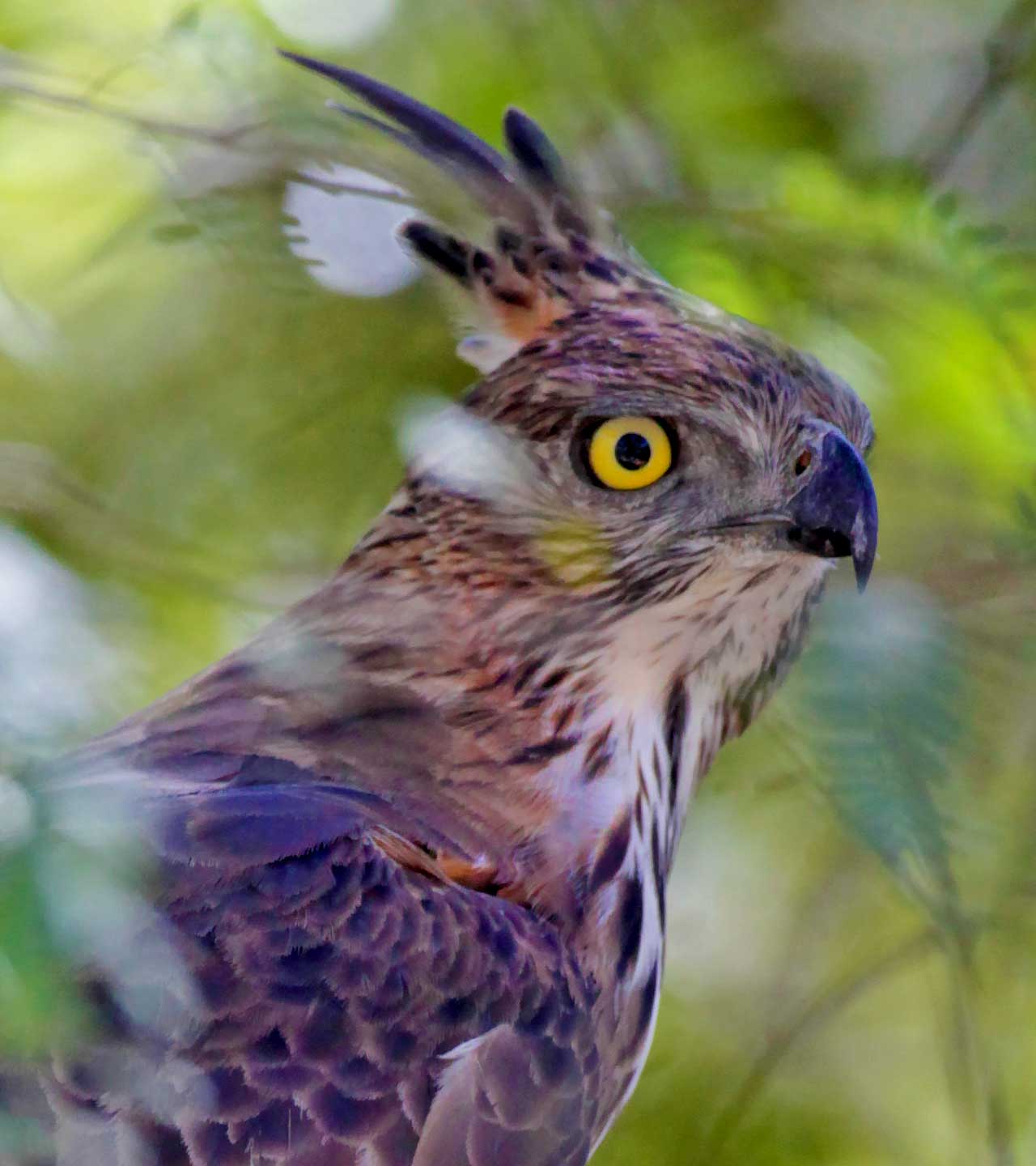 Sri Lankan Bird