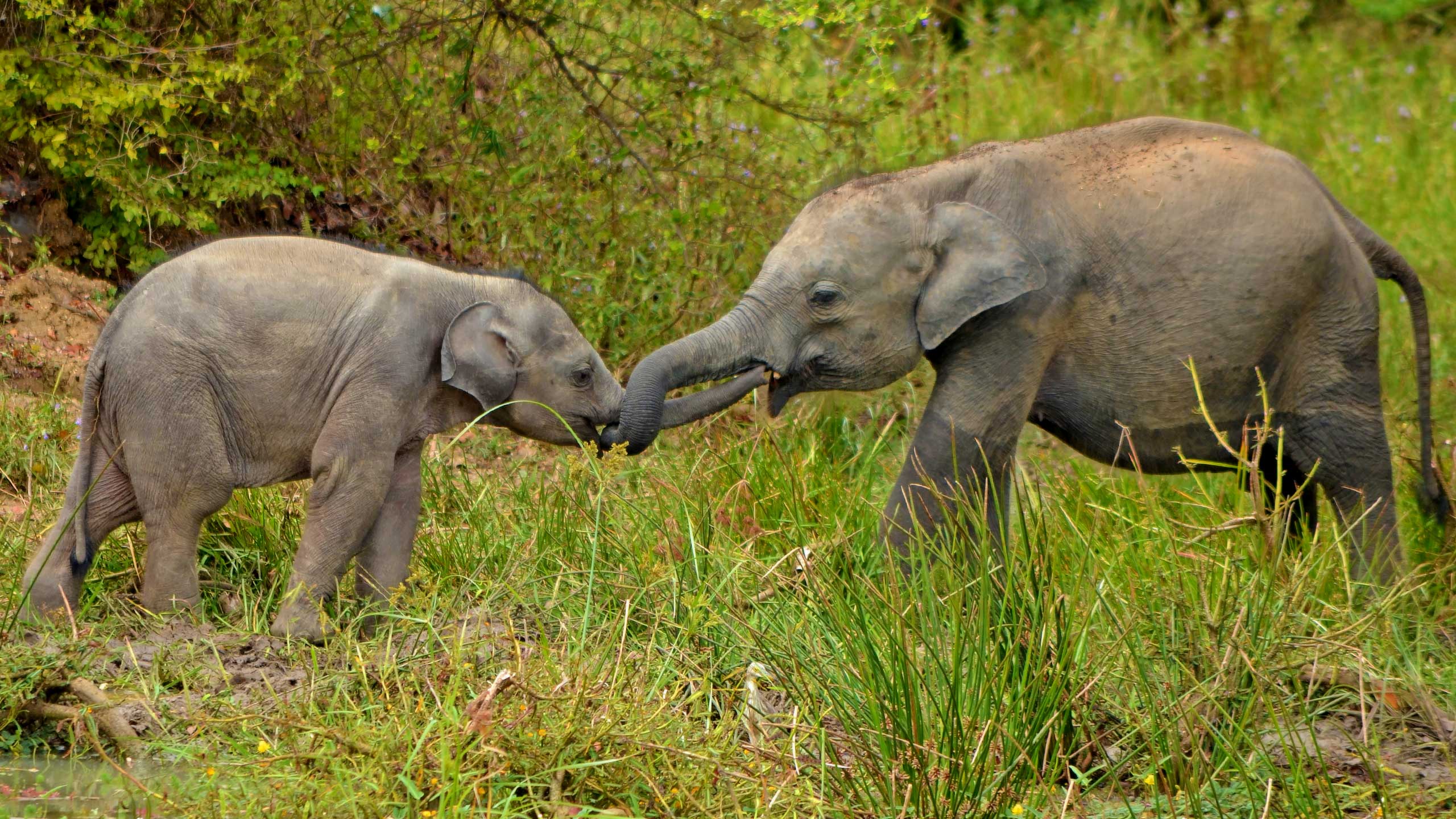 Sri Lankan Elephants