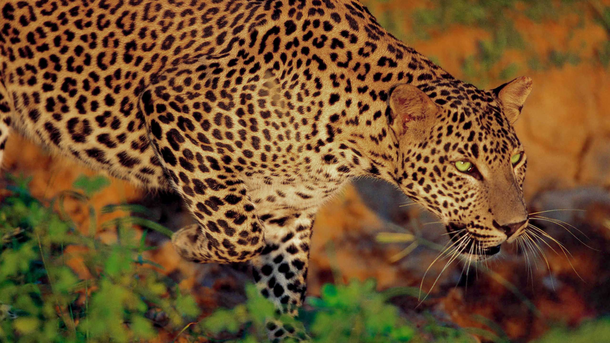 Sri Lankan Leopard