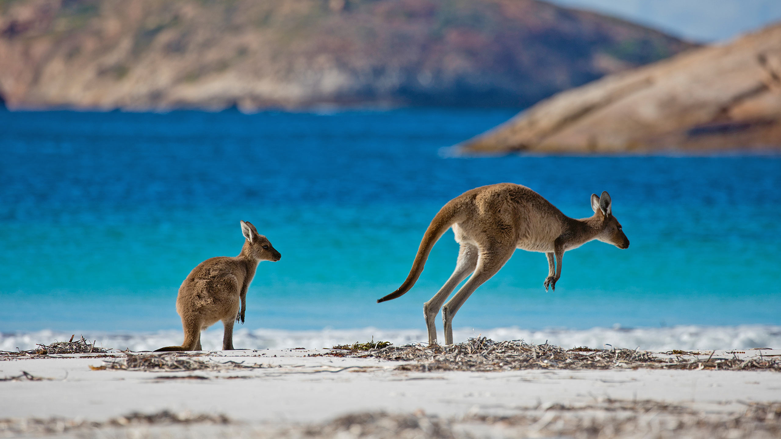 Lucky-Bay-Cape-Le-Grand-National-Park