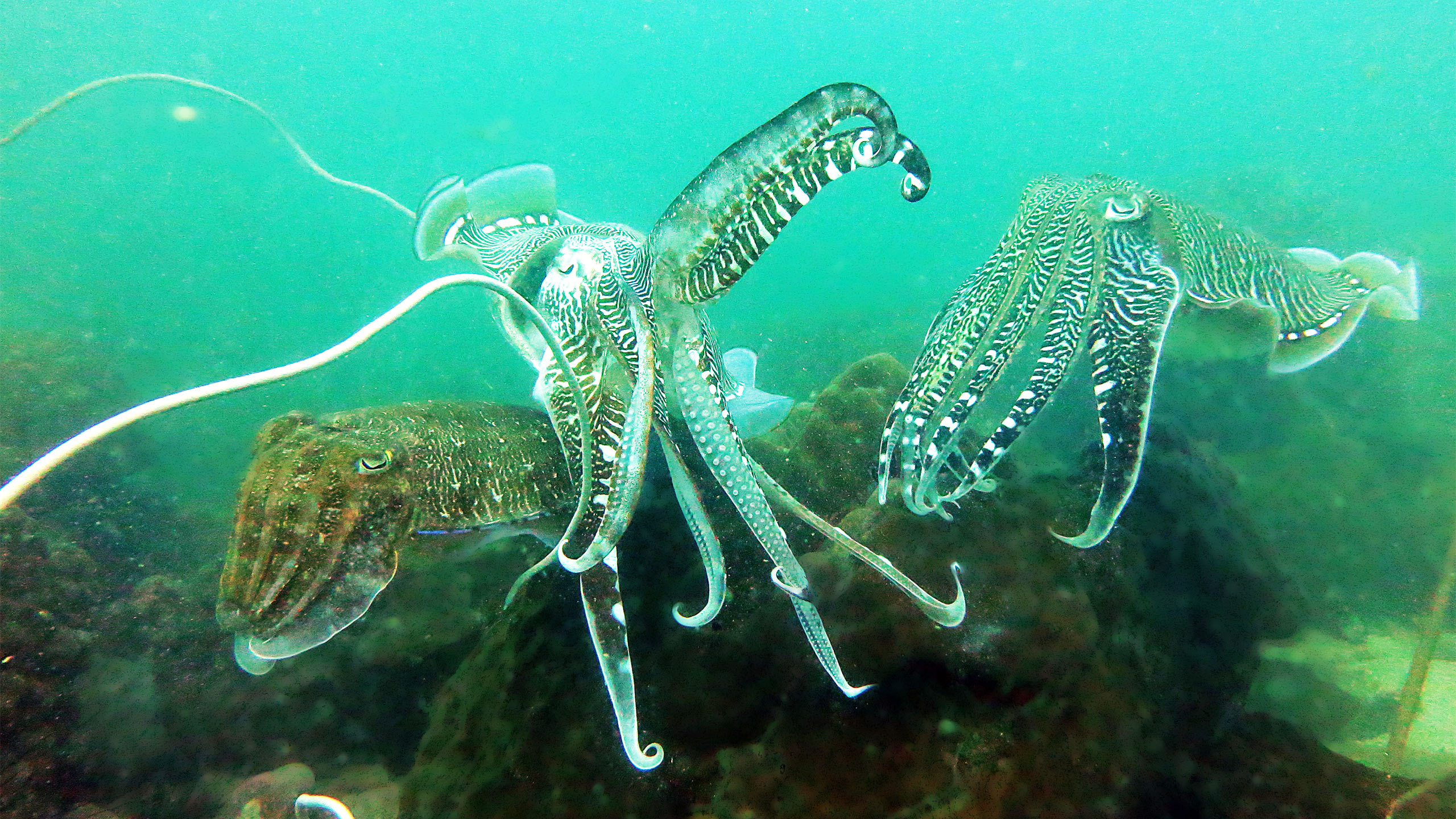 Cuttle Fish, Koh Chang, Thailand