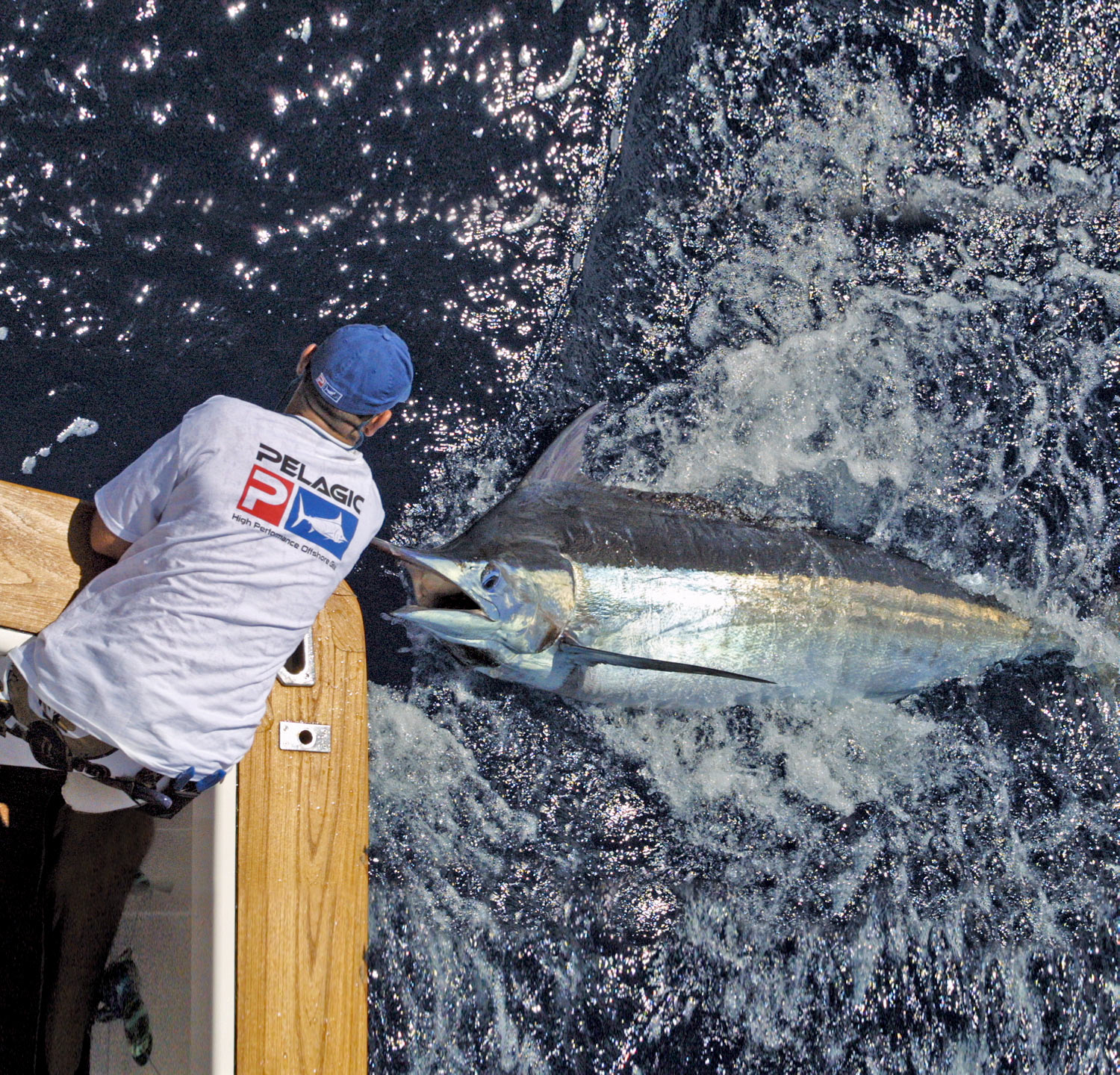 Blue Marlin caught in Australia via Superyacht