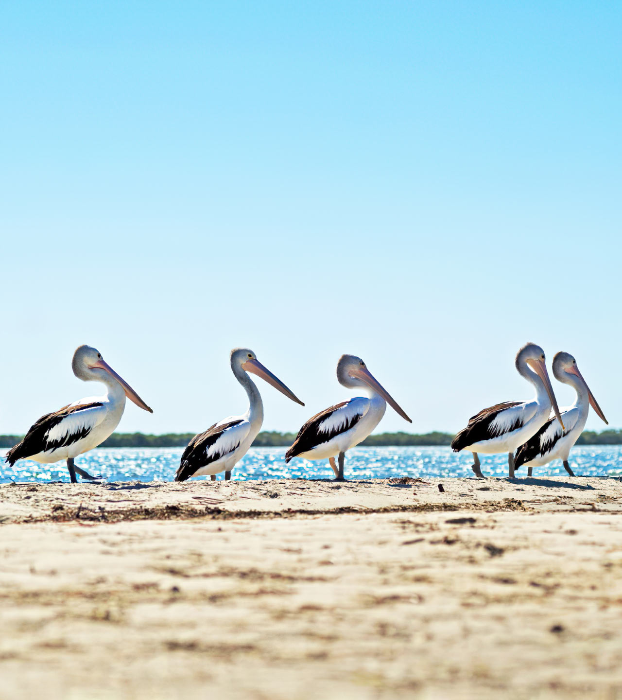 Pelicans in Australia