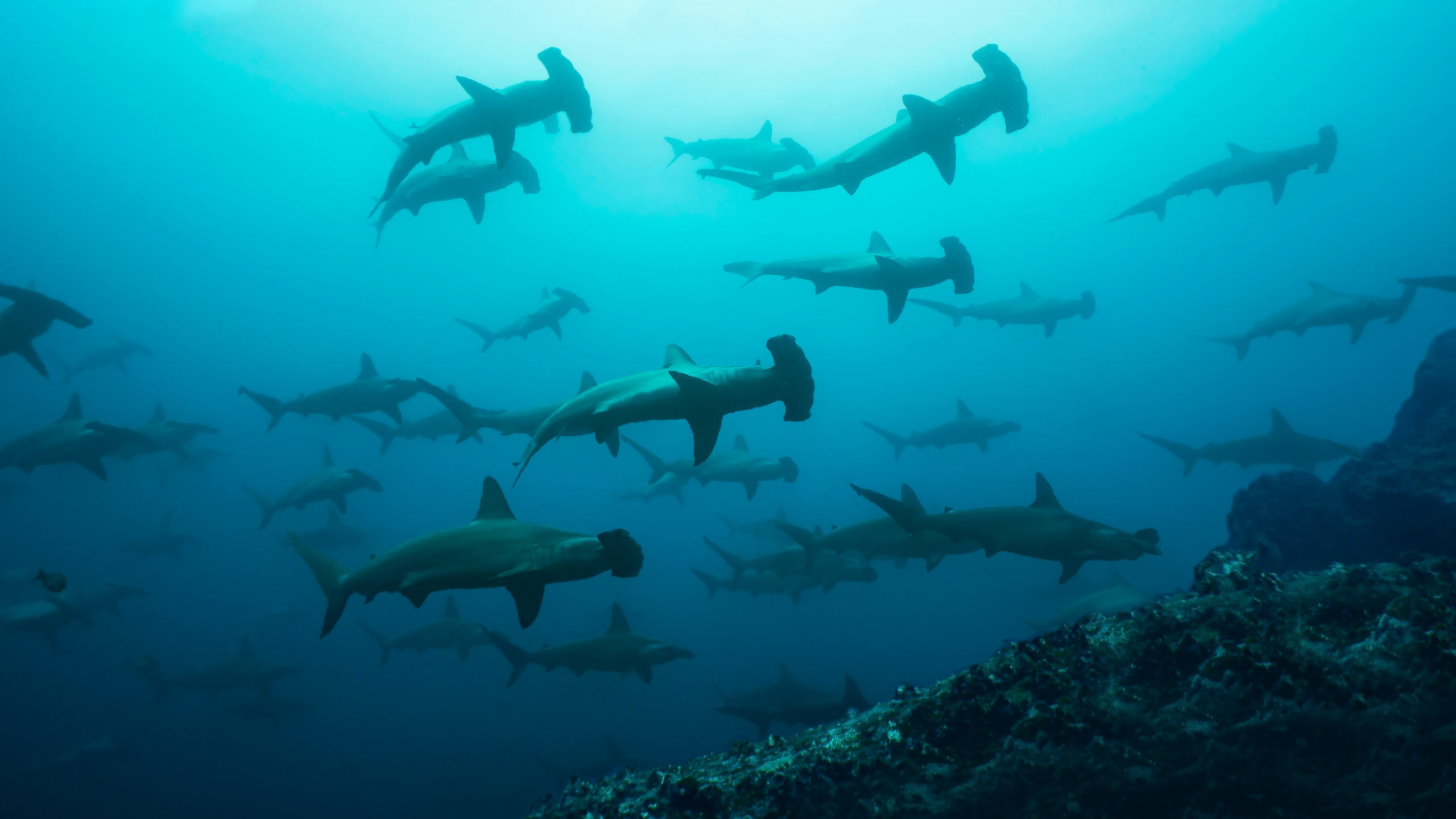hammerhead-sharks-seamount