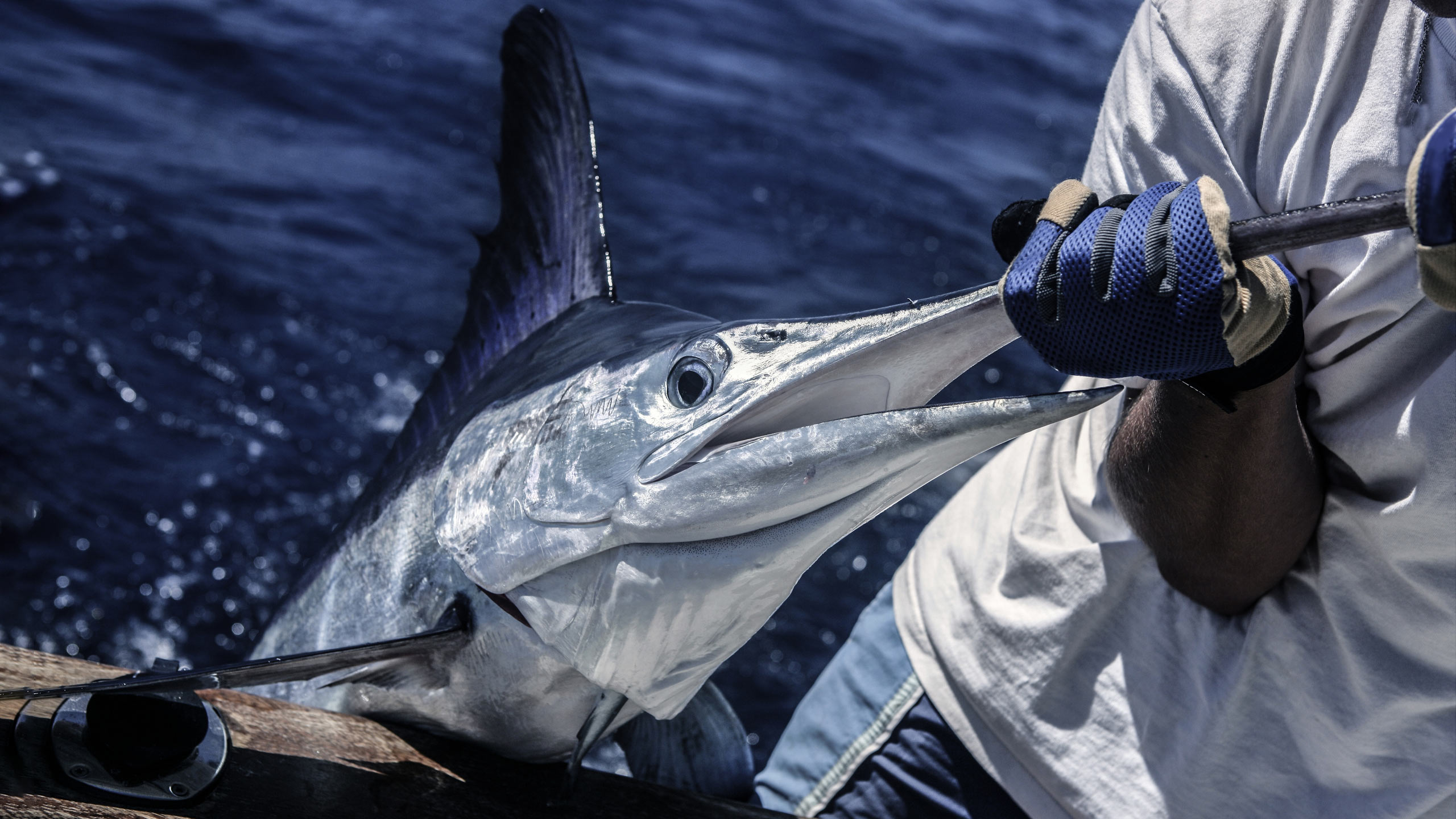 blue marlin catch and release