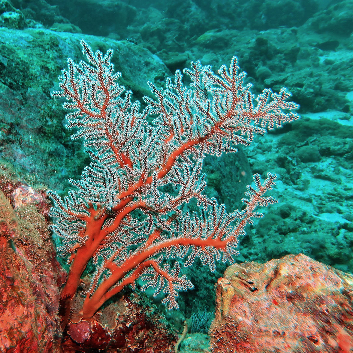 Surin Coral