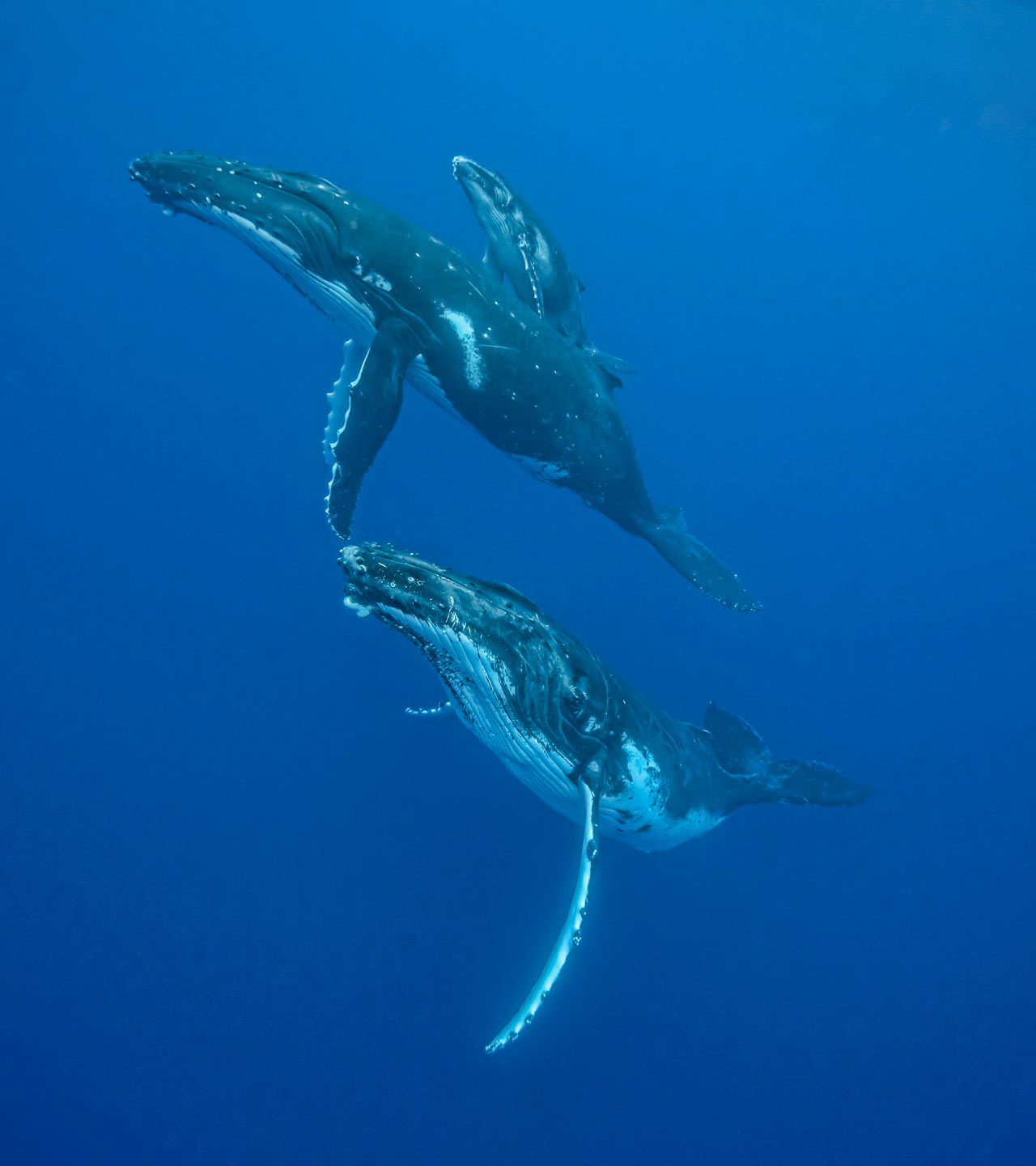 tonga whales
