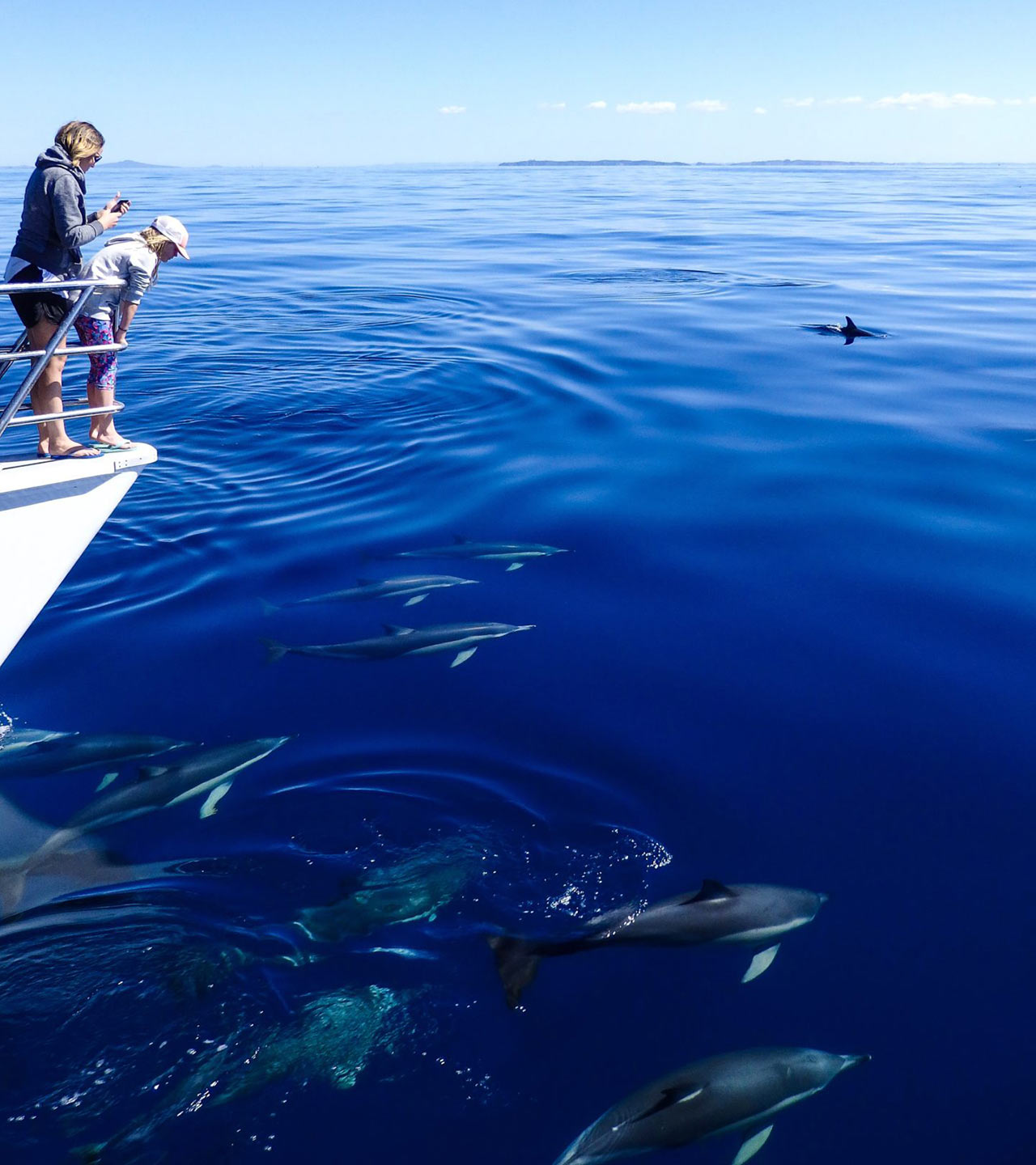 Dolphin-Watching-in-the-Hauraki-Gulf