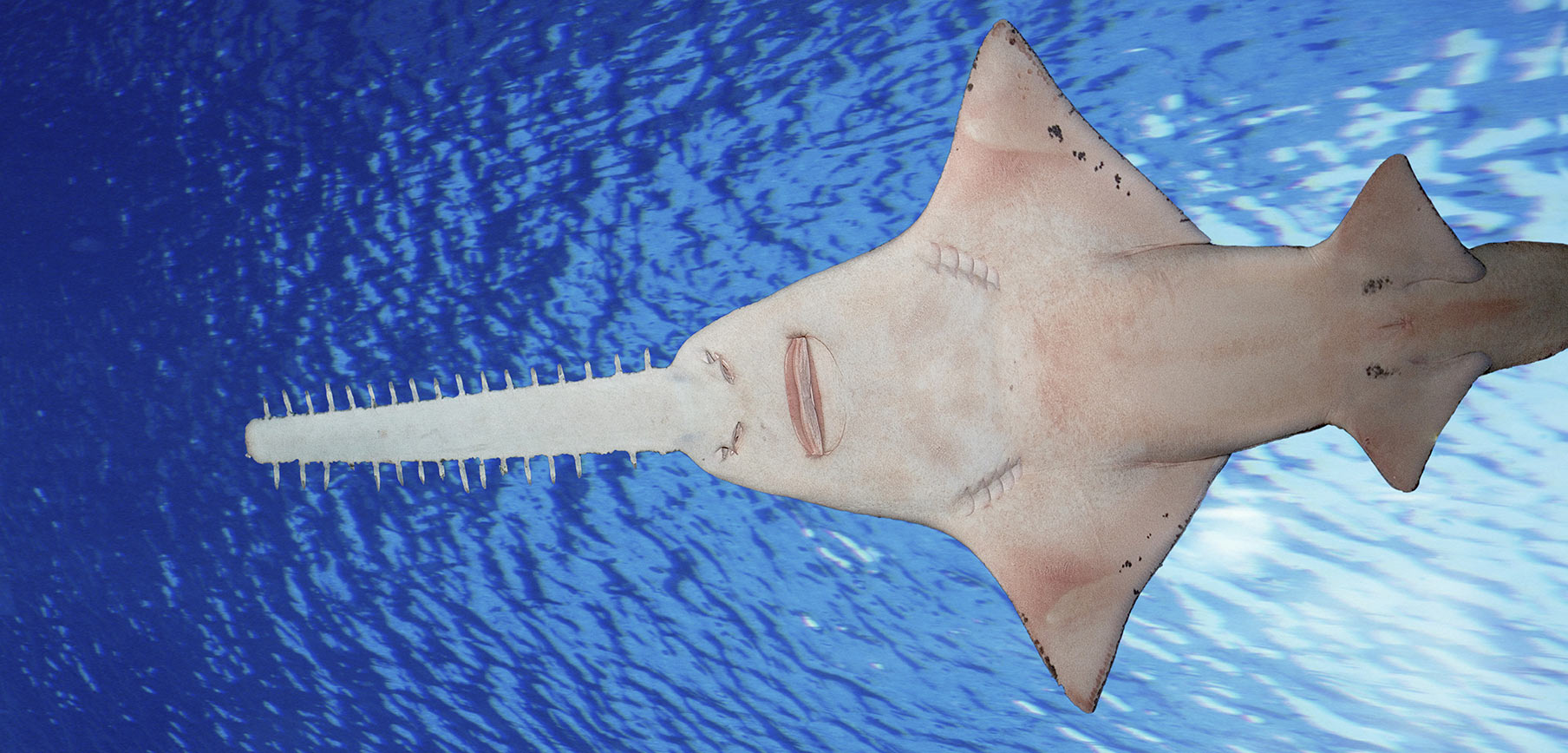 Sightings of the World’s Most Endangered Rays in Papua New Guinea’s Waters