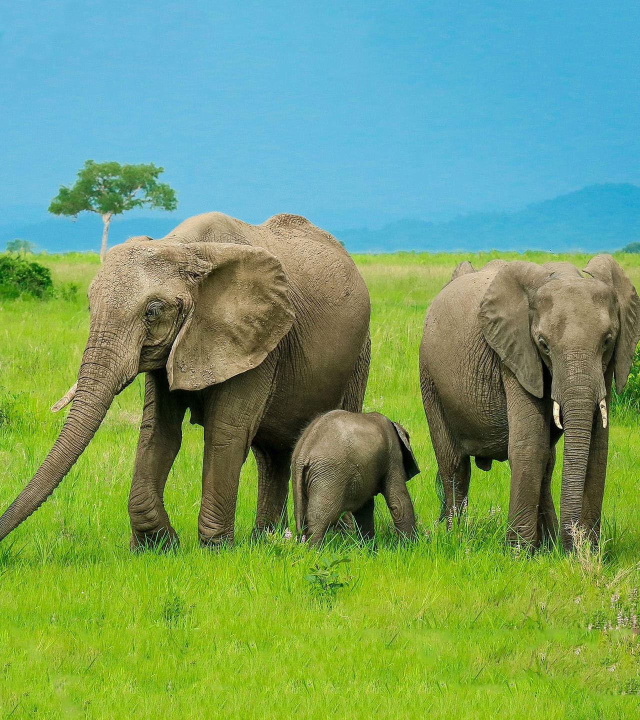 Elephants in Saadani National Park, Tanzania