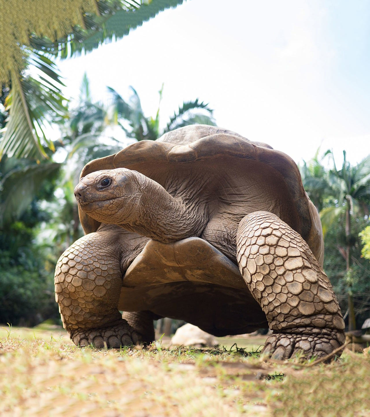 Giant Tortoise