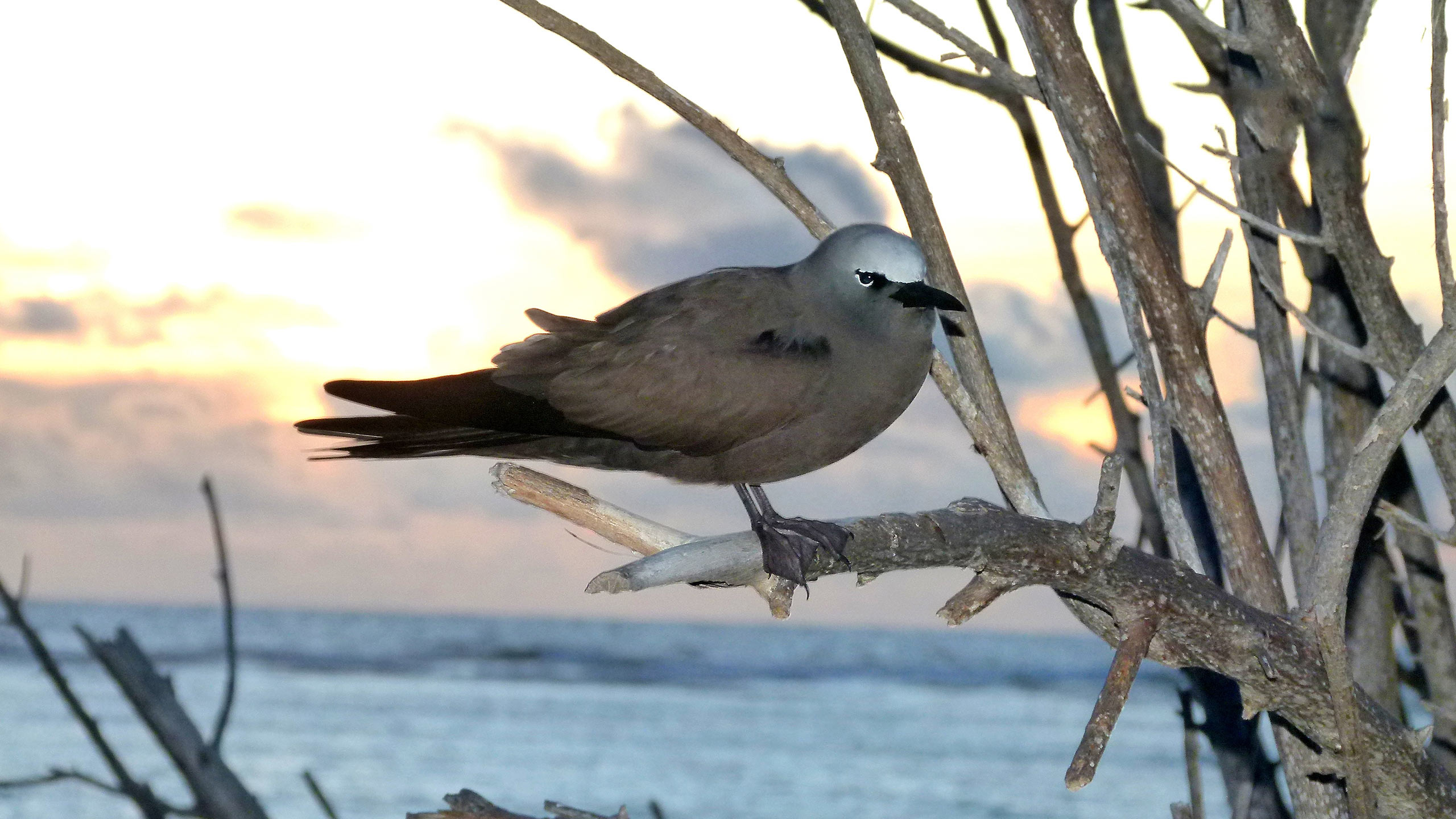 Brown Noddy