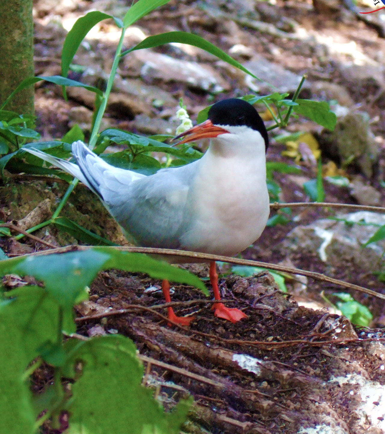 Roseate Tern