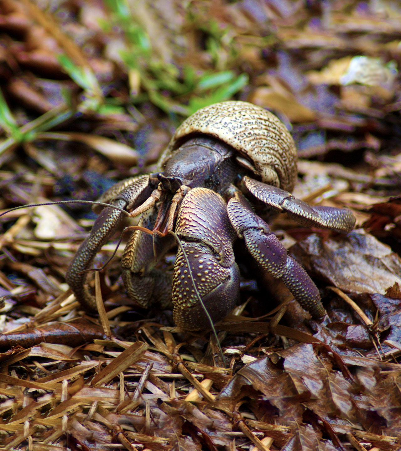 purple hermit crab