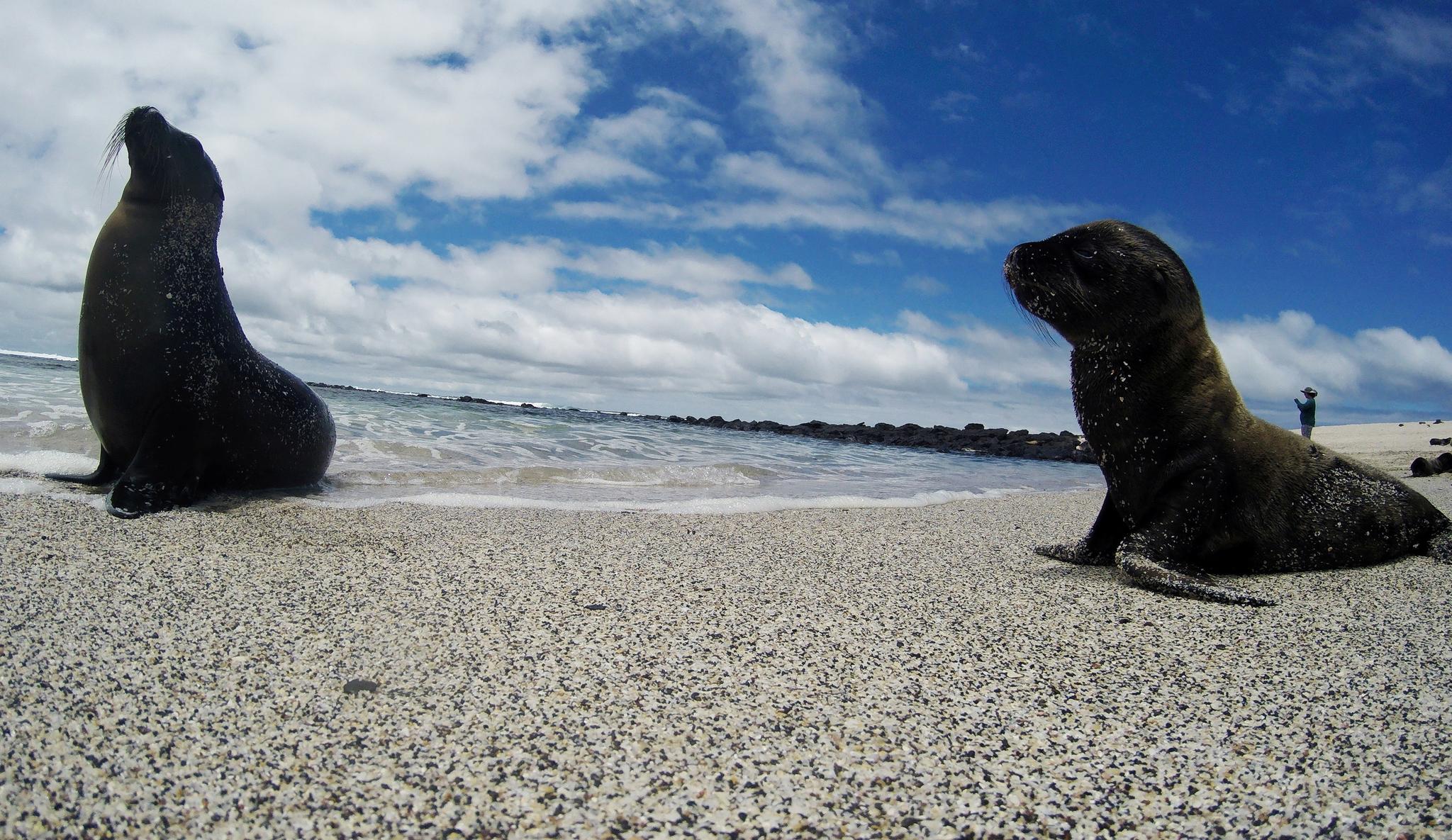 New Galapagos Marine Reserve by Ecuador